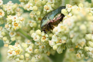 Yellow field violets in the sun at dawn