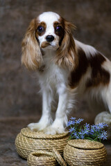 cavalier king charles spaniel