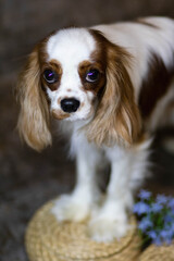 cavalier king charles spaniel