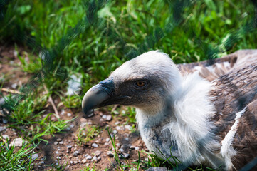 A closeup shot of Griffon Vulture (Gyps fulvus) in a zoo