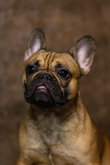 Obraz premium english bulldog puppy