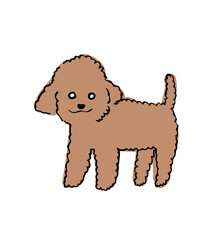 Toy poodle vector illustration