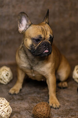 english bulldog puppy