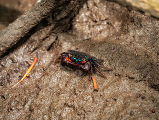 Laser eye crab