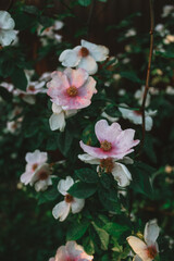 Tender flowers in the garden