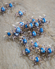 Image of A group of soldier crabs running away. printed on Printed Glass Basin Splashbacks