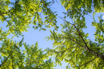 The tops of the green trees against the sky