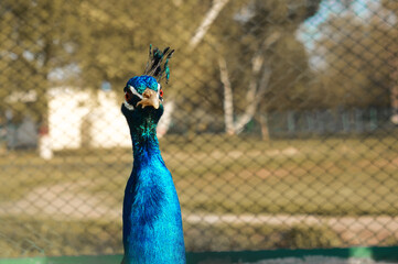 Obraz premium Peacock portrait, looking at camera with a background of iron bars