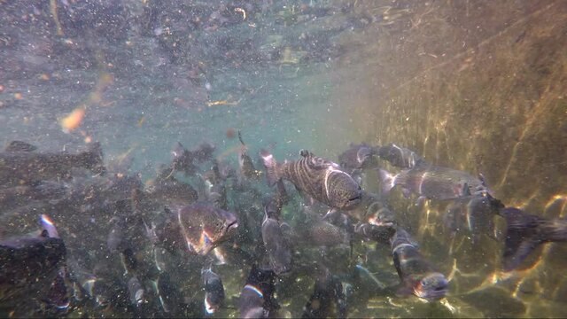 Trout farming in the fish pond. Underwater footage. The concept of fish farming. Close-up. Many trout fry splash in the water.