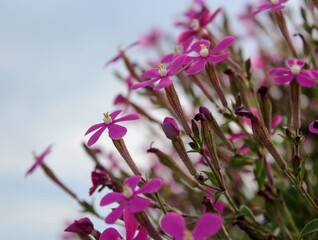 Flor de la alegria / Flowers 
