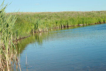 reeds in the water