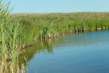 reeds in the water