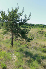 Obraz premium landscape with a river in the summer