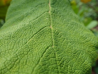 Close Up Leaf Bumpy Green