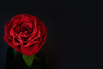 Dutch red rose. Template for greeting card with place for text.