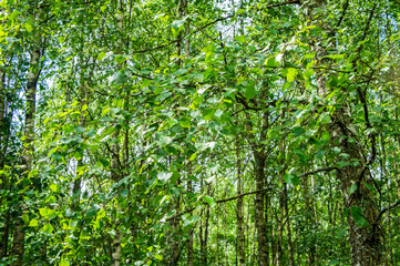 Green birch leaves in the forest close up