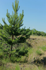 Obraz premium pine tree in the mountains