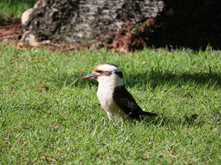 Kookaburra