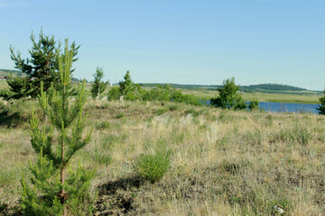 Fototapeta na wymiar pine trees on the bank of the river