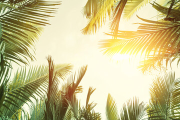 Fototapeta premium Copy space of tropical palm tree with sun light on sky background.