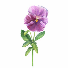 The pink garden bicolor pansy flower (Viola tricolor, Viola arvensis, heartsease, violet, kiss-me-quick) with leaves. Hand drawn botanical watercolor painting illustration isolated on white background