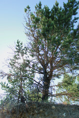 Obraz premium pine tree in the forest