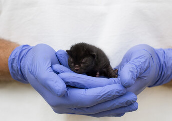 Newborn kitten in hand.  A small blind cat in caring hands. The first day of the kitten's life. A beautiful kitten is sleeping in your arms. Cute kitten close up