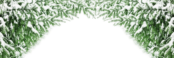 Green fir branches covered by snow border white background isolated close up, winter pine tree branch corner, snowy spruce frame, new year festive banner template, christmas holiday design, copy space