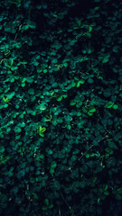 Obraz premium green abstract background