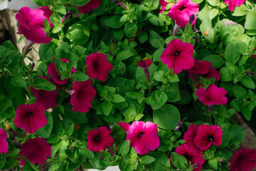 Colorful and bright blooming Petunia flowers (Petunia hybrida). Flowers for hanging planters. Garden flowers. Gardening. Beautiful flowers in summer. Floriculture