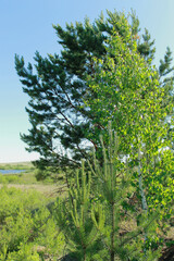 pine forest in the morning