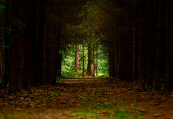  dark forest with clearing at the end © Himmelreich Photo
