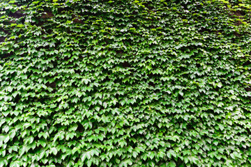 Wall texture that can be used as background