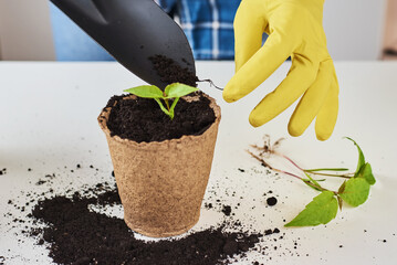 Woman hands in a yellow gloves transplating plant. Plant care concept