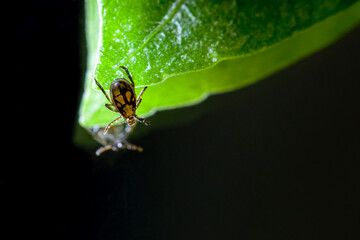 Macro shot of an Ixodid mite sitting on a green leaf.A dangerous parasite and vector of a deadly human infection encephalitis, tick-borne borreliosis (Lyme disease)