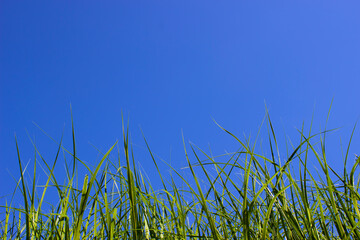 Green grass close-up against a clear blue sky.Bottom-up.Space for text at the top.Copy space.Mockup.Concept of bright future