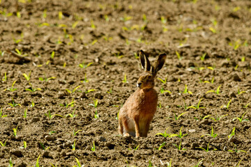 curious field hare on a corn field