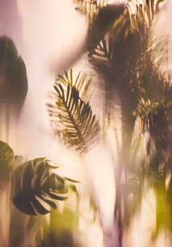 Palm leaf foliage Plant in glasshouse Nature art background