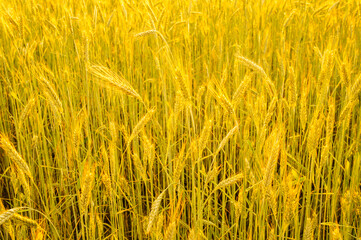 Golden wheat field. Beautiful nature background of ripening ears of meadow field as a harvest concept