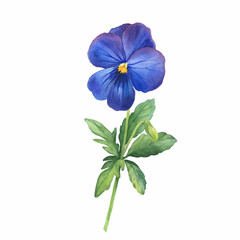 The blue garden bicolor pansy flower (Viola tricolor, viola bertolonii, heartsease, violet kiss-me-quick with leaves. Hand drawn botanical watercolor painting illustration isolated on white background
