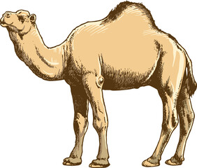 Hand drawn vector image of Camel on white background.