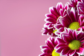 Beautiful fresh pink chrysanthemum, close-up shot, pink daisies flowers on pink background with copy space.
