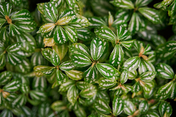 lush Green leaves foliage background