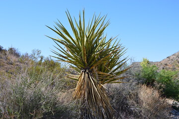 Joshua Tree National Park, Kalifornien