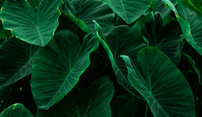 Green leaves of elephant ear in jungle. Green leaf texture with minimal pattern. Green leaves in tropical forest. Botanical garden. Greenery wallpaper for spa or mental health and mind therapy.