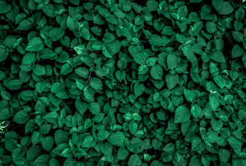 Dense dark green leaves in the garden. Emerald green leaf texture. Nature abstract background. Tropical forest. Above view of dark green leaves with natural pattern. Tropical plant wallpaper. Greenery