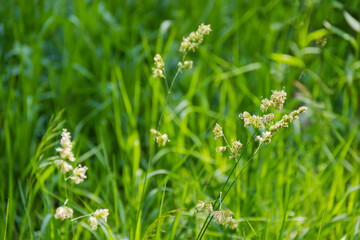 High flowering grass on glade, close-up in selective focus