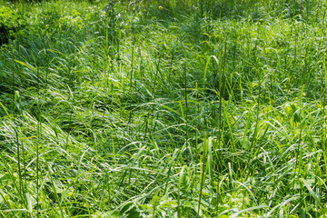 Fragment of the glade covered with high grass in summer © An-T