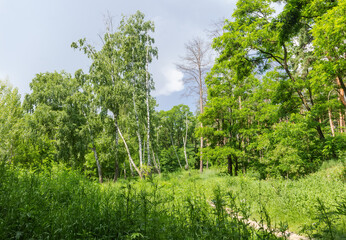 Grove edge and tall grass on a foreground in summer
