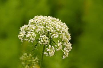close up of a white flowers